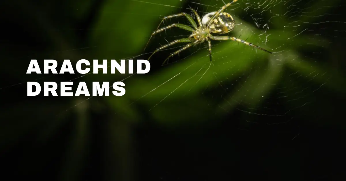 Decoding The Meaning of Spiders in Dreams