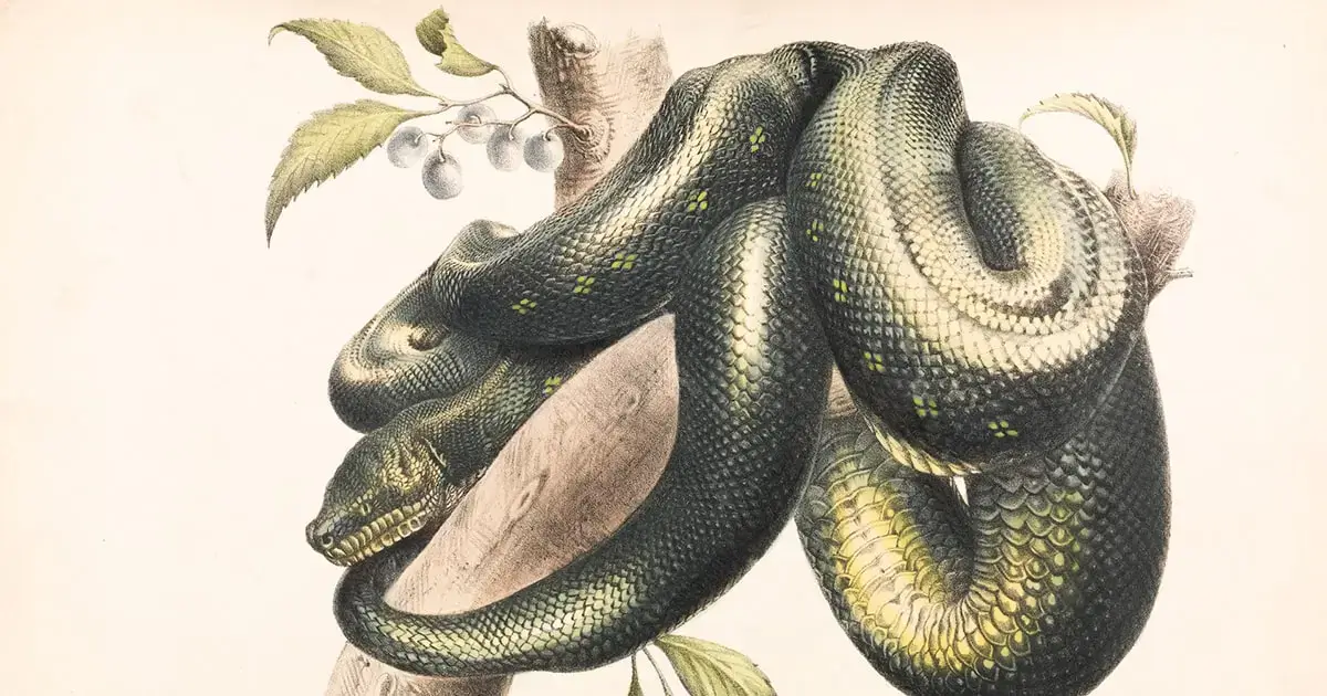 Snake Color Symbolism: Unraveling the Rainbow